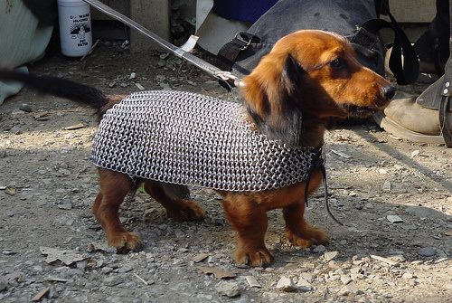 Dog in Chainmail PA