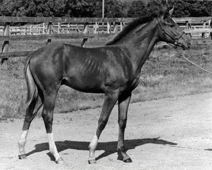 Secretariat as a baby in the fall of 1970 at The Meadow Stable in Doswell, Virginia